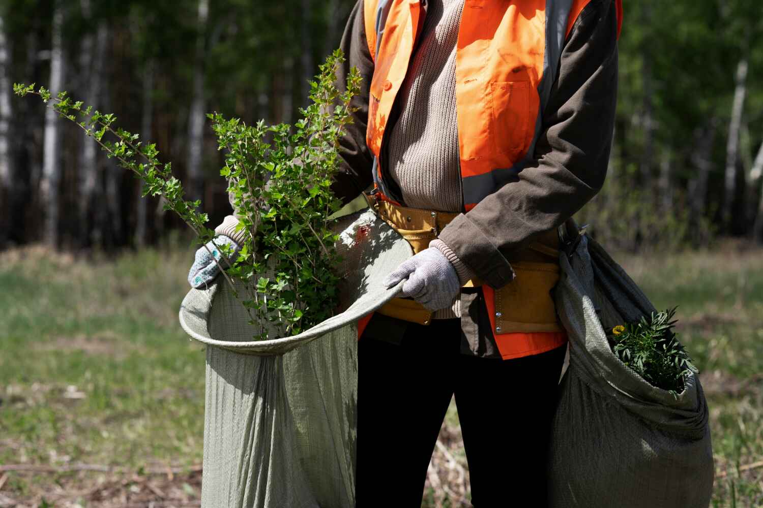 The Steps Involved in Our Tree Care Process in Garden Acres, CA